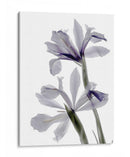 Iris De Radiografía - Judy Stalus | Cuadro decorativo de Canvas Lab