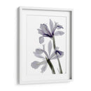 Iris De Radiografía - Judy Stalus | Cuadro decorativo de Canvas Lab