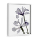 Iris De Radiografía - Judy Stalus | Cuadro decorativo de Canvas Lab