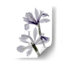 Iris De Radiografía - Judy Stalus | Cuadro decorativo de Canvas Lab