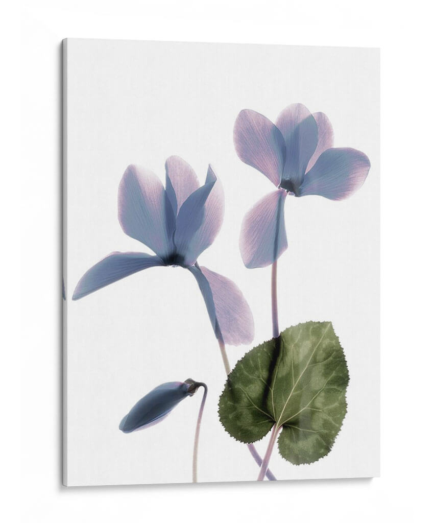 Ciclamen De Radiografía - Judy Stalus | Cuadro decorativo de Canvas Lab