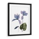 Ciclamen De Radiografía - Judy Stalus | Cuadro decorativo de Canvas Lab