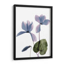 Ciclamen De Radiografía - Judy Stalus | Cuadro decorativo de Canvas Lab