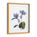 Ciclamen De Radiografía - Judy Stalus | Cuadro decorativo de Canvas Lab