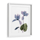 Ciclamen De Radiografía - Judy Stalus | Cuadro decorativo de Canvas Lab