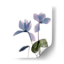 Ciclamen De Radiografía - Judy Stalus | Cuadro decorativo de Canvas Lab