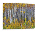 Woods Amarillo I - David Drost | Cuadro decorativo de Canvas Lab