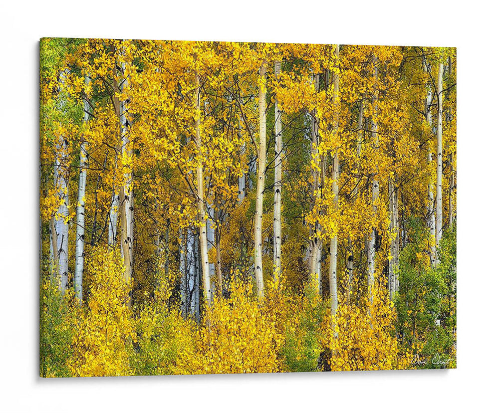 Woods Amarillo Ii - David Drost | Cuadro decorativo de Canvas Lab