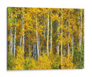 Woods Amarillo Ii - David Drost | Cuadro decorativo de Canvas Lab