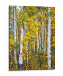 Woods Amarillo V - David Drost | Cuadro decorativo de Canvas Lab