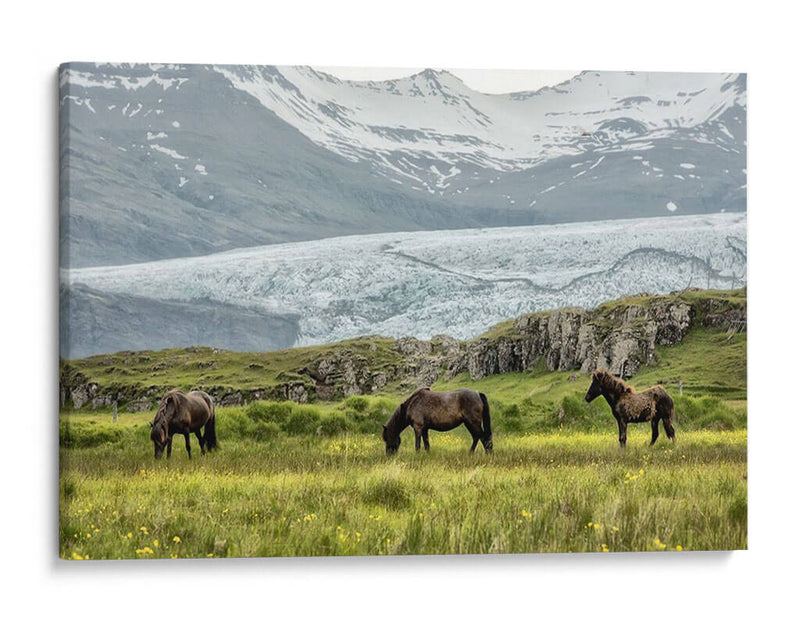 Pastando En El Glaciar - Danny Head | Cuadro decorativo de Canvas Lab