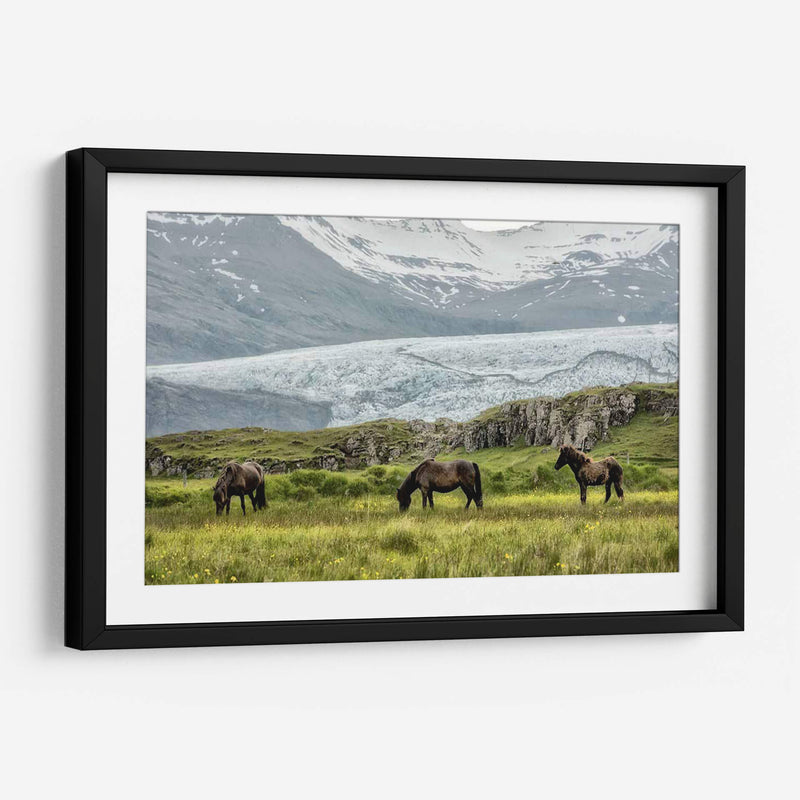 Pastando En El Glaciar - Danny Head | Cuadro decorativo de Canvas Lab