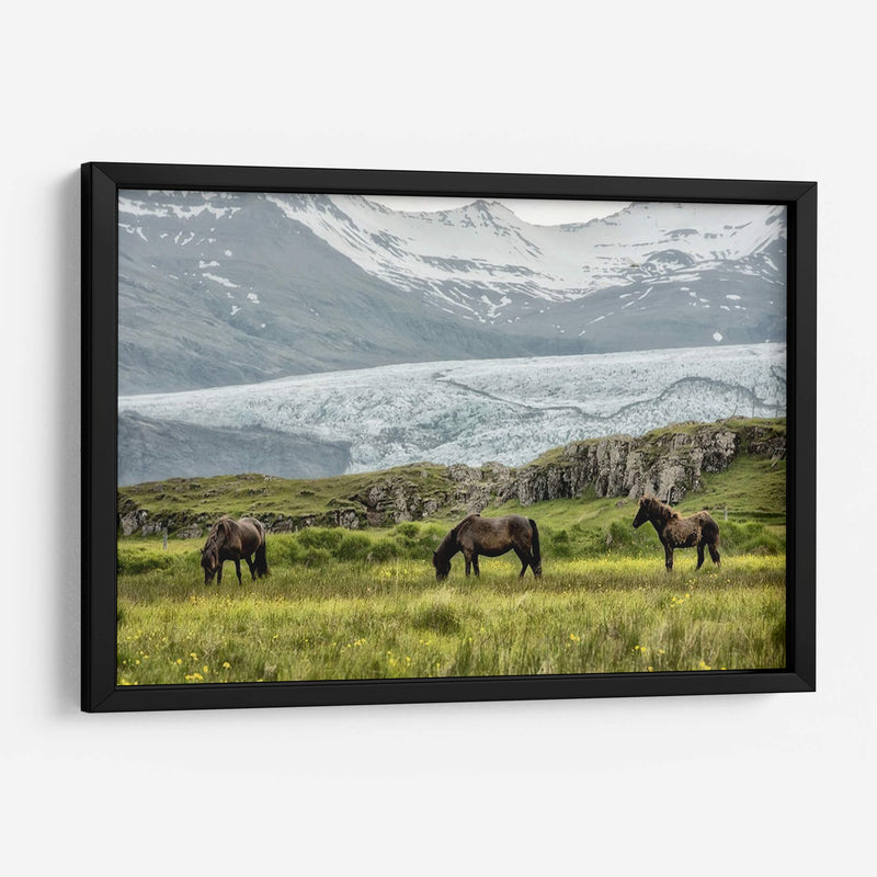 Pastando En El Glaciar - Danny Head | Cuadro decorativo de Canvas Lab