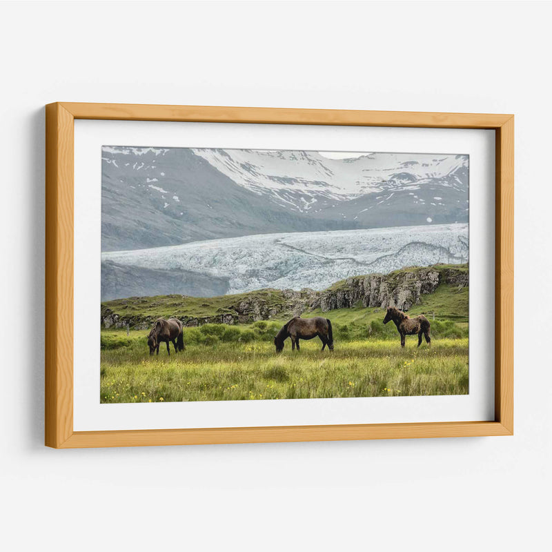 Pastando En El Glaciar - Danny Head | Cuadro decorativo de Canvas Lab