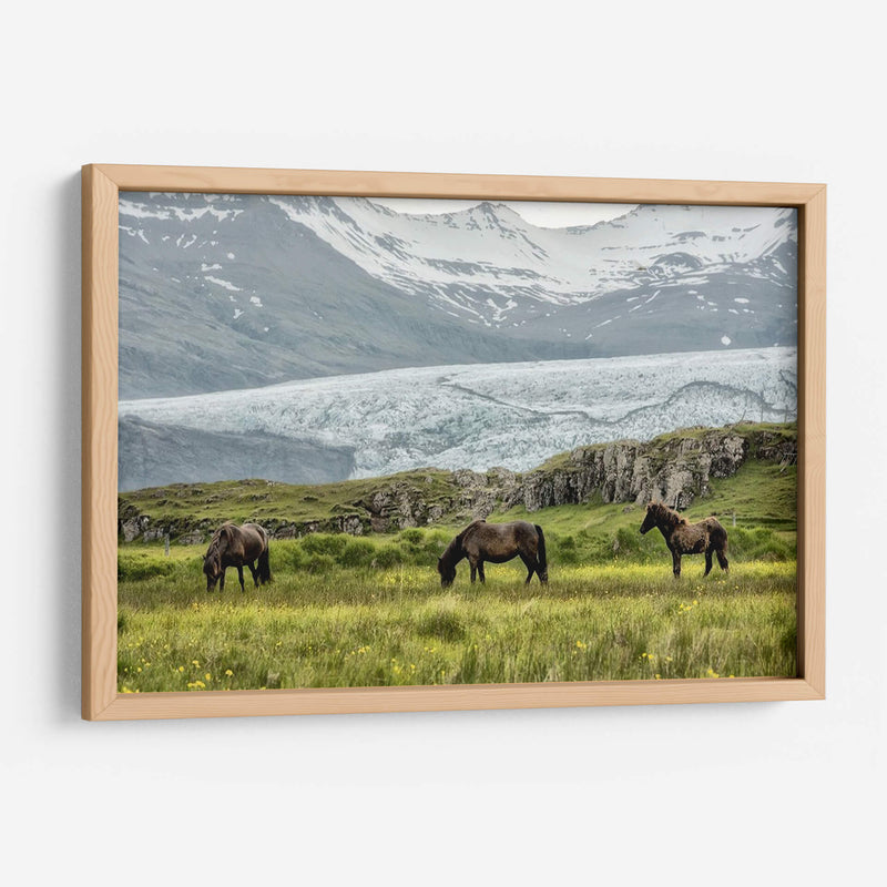 Pastando En El Glaciar - Danny Head | Cuadro decorativo de Canvas Lab