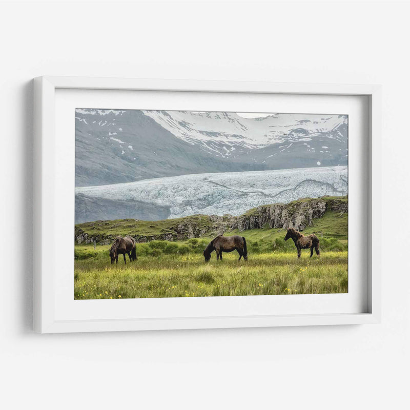 Pastando En El Glaciar - Danny Head | Cuadro decorativo de Canvas Lab