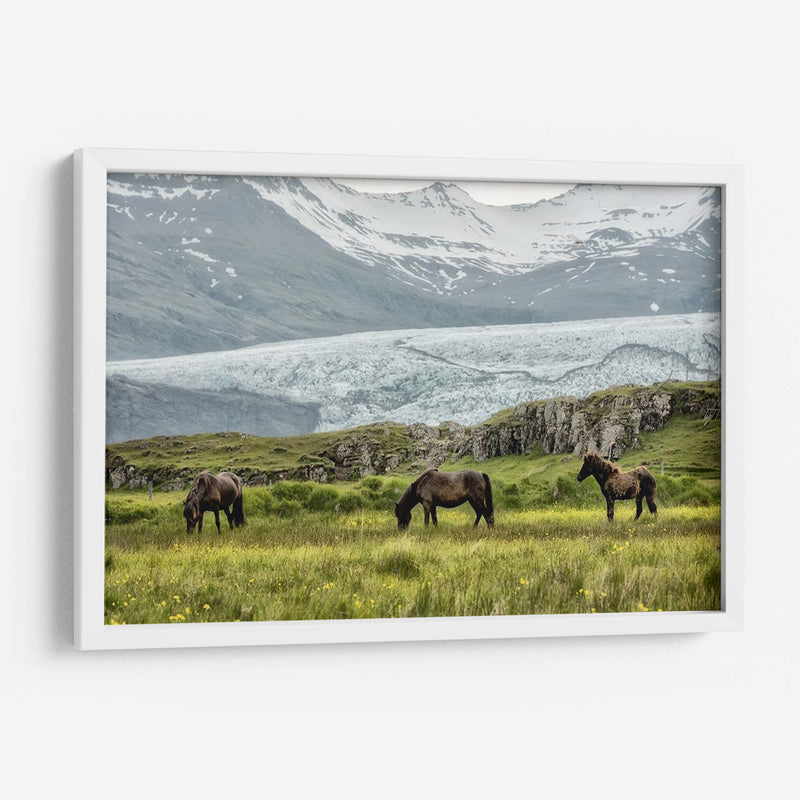 Pastando En El Glaciar - Danny Head | Cuadro decorativo de Canvas Lab