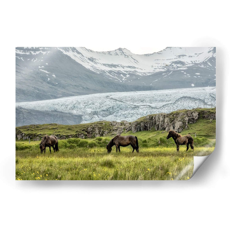 Pastando En El Glaciar - Danny Head | Cuadro decorativo de Canvas Lab