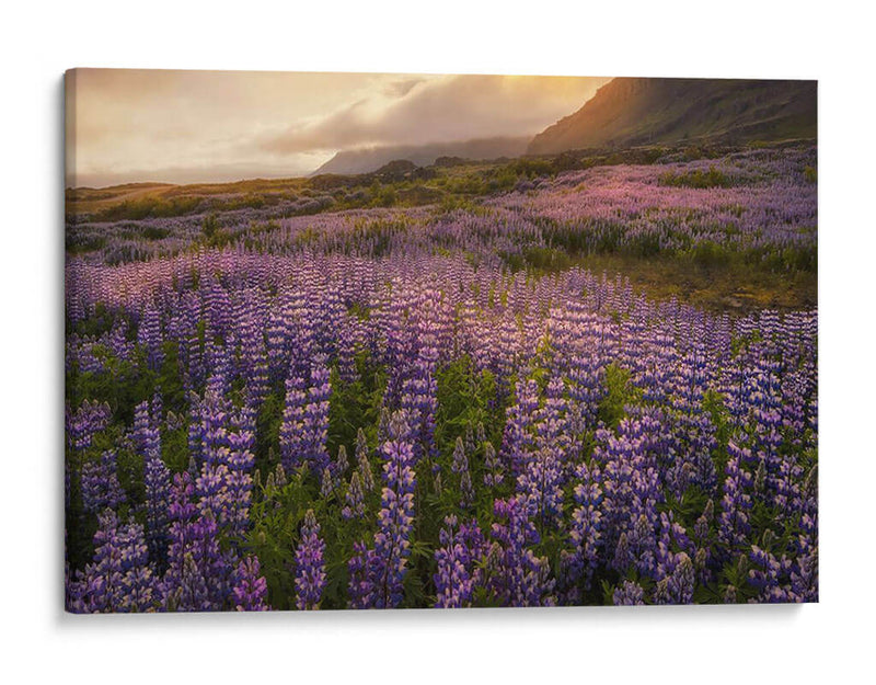 Campo De Lupinos - Danny Head | Cuadro decorativo de Canvas Lab