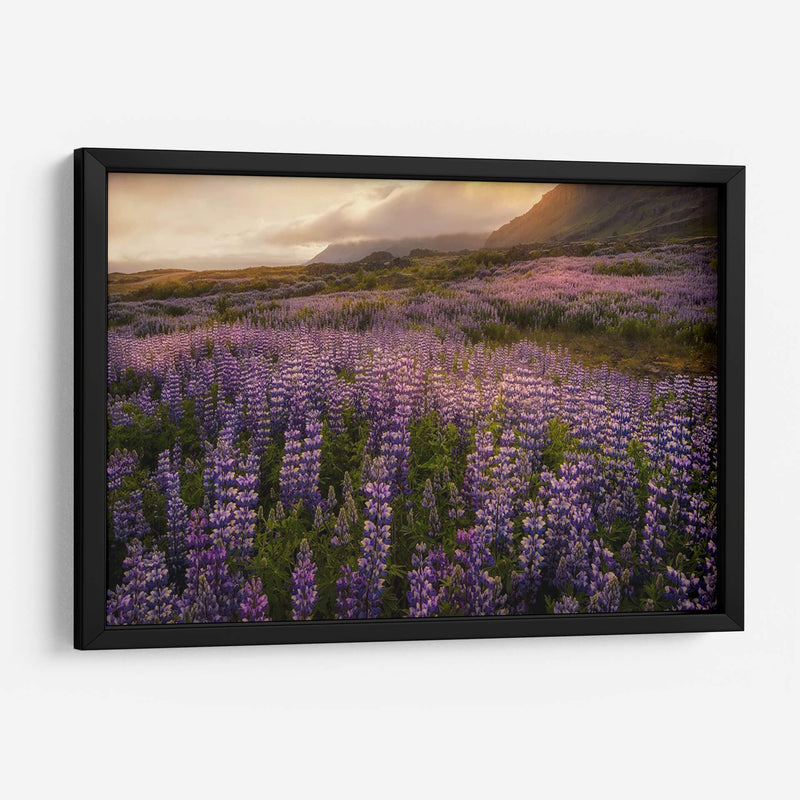 Campo De Lupinos - Danny Head | Cuadro decorativo de Canvas Lab