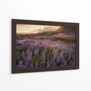 Campo De Lupinos - Danny Head | Cuadro decorativo de Canvas Lab