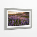 Campo De Lupinos - Danny Head | Cuadro decorativo de Canvas Lab