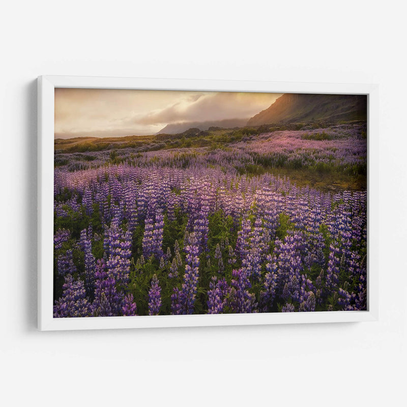 Campo De Lupinos - Danny Head | Cuadro decorativo de Canvas Lab