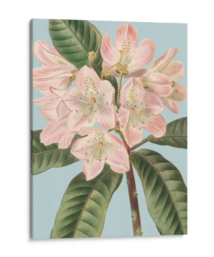 Florales Frescos Ii - Vision Studio | Cuadro decorativo de Canvas Lab
