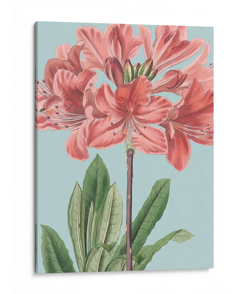 Florales Frescos Iii - Vision Studio | Cuadro decorativo de Canvas Lab