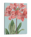 Florales Frescos Iii - Vision Studio | Cuadro decorativo de Canvas Lab