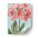 Florales Frescos Iii - Vision Studio | Cuadro decorativo de Canvas Lab