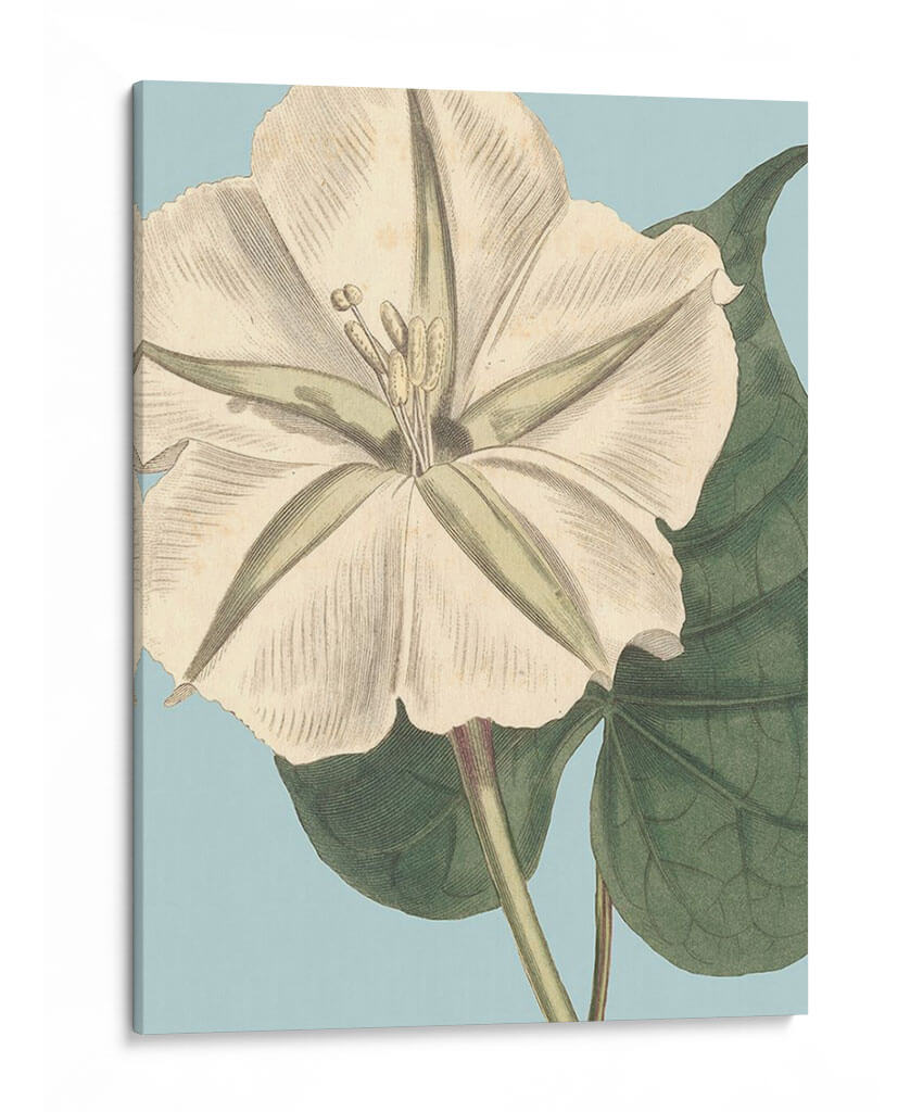 Florales Frescos Iv - Vision Studio | Cuadro decorativo de Canvas Lab