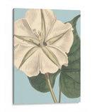 Florales Frescos Iv - Vision Studio | Cuadro decorativo de Canvas Lab