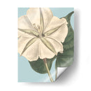 Florales Frescos Iv - Vision Studio | Cuadro decorativo de Canvas Lab