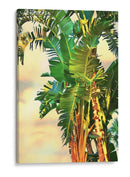 Pájaro De Paradise Palm Ii - Melinda Bradshaw | Cuadro decorativo de Canvas Lab
