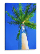 Cielo Azul Palm Ii - Melinda Bradshaw | Cuadro decorativo de Canvas Lab