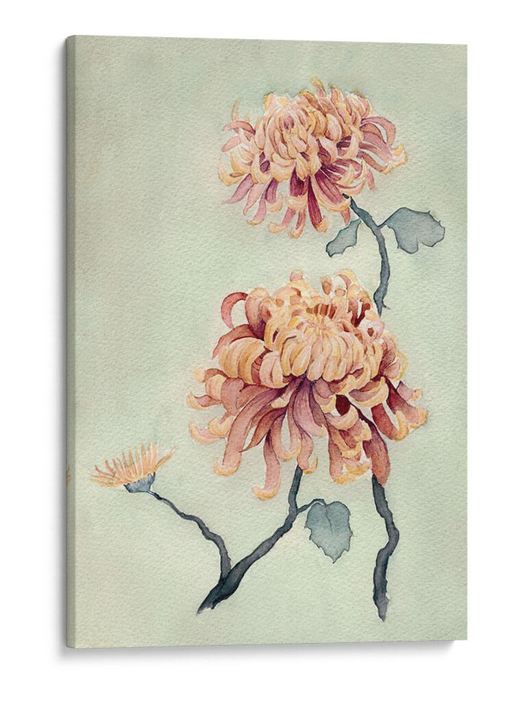 Crisantemo Belleza I - Natasha Chabot | Cuadro decorativo de Canvas Lab
