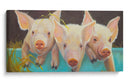 La Vida Como Cerdo Yo - Carolyne Hawley | Cuadro decorativo de Canvas Lab