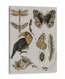 Estudios De La Naturaleza I - Melissa Wang | Cuadro decorativo de Canvas Lab