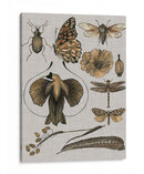 Estudios De La Naturaleza Ii - Melissa Wang | Cuadro decorativo de Canvas Lab
