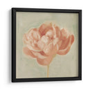Peonía De Primavera I - Emma Scarvey | Cuadro decorativo de Canvas Lab