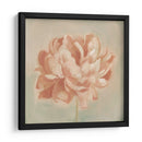 Peonía De Primavera Ii - Emma Scarvey | Cuadro decorativo de Canvas Lab
