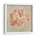 Peonía De Primavera Ii - Emma Scarvey | Cuadro decorativo de Canvas Lab