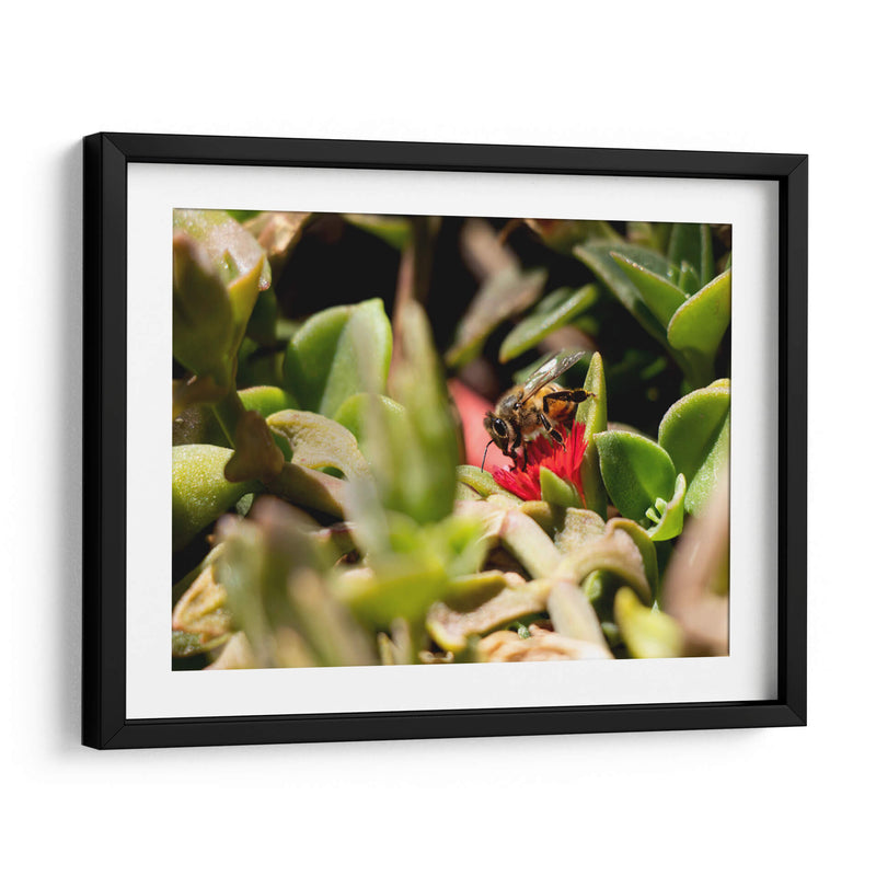 Abeja - Rodrigo Zabal | Cuadro decorativo de Canvas Lab