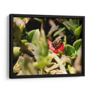 Abeja - Rodrigo Zabal | Cuadro decorativo de Canvas Lab