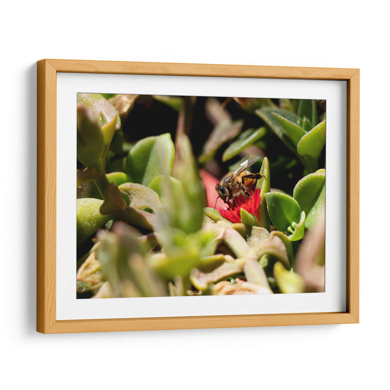 Abeja - Rodrigo Zabal | Cuadro decorativo de Canvas Lab