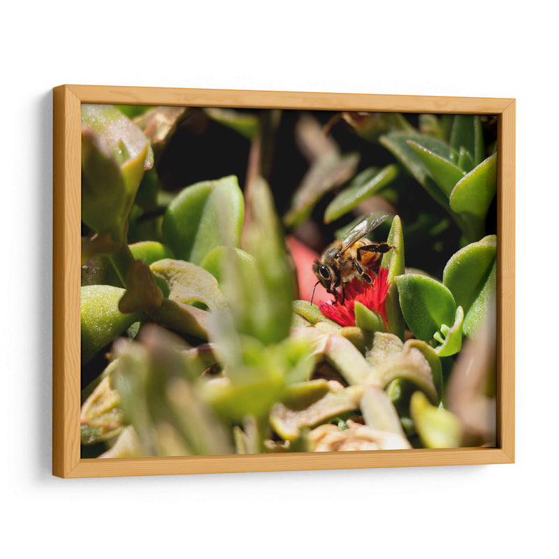 Abeja - Rodrigo Zabal | Cuadro decorativo de Canvas Lab