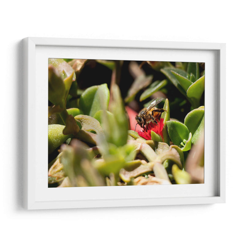 Abeja - Rodrigo Zabal | Cuadro decorativo de Canvas Lab