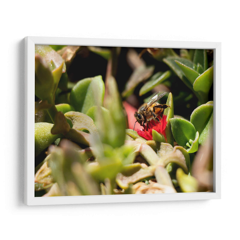 Abeja - Rodrigo Zabal | Cuadro decorativo de Canvas Lab