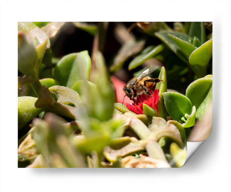 Abeja - Rodrigo Zabal | Cuadro decorativo de Canvas Lab